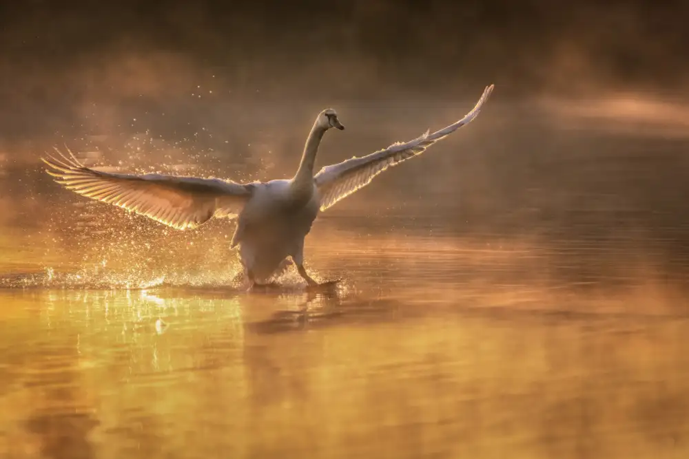 Liu, Wei: Landing in the Morning