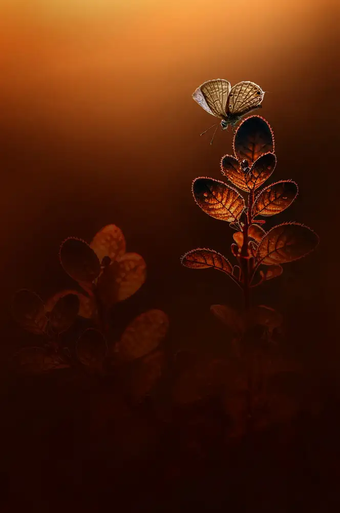 Pamungkas, Edy: Golden Light
