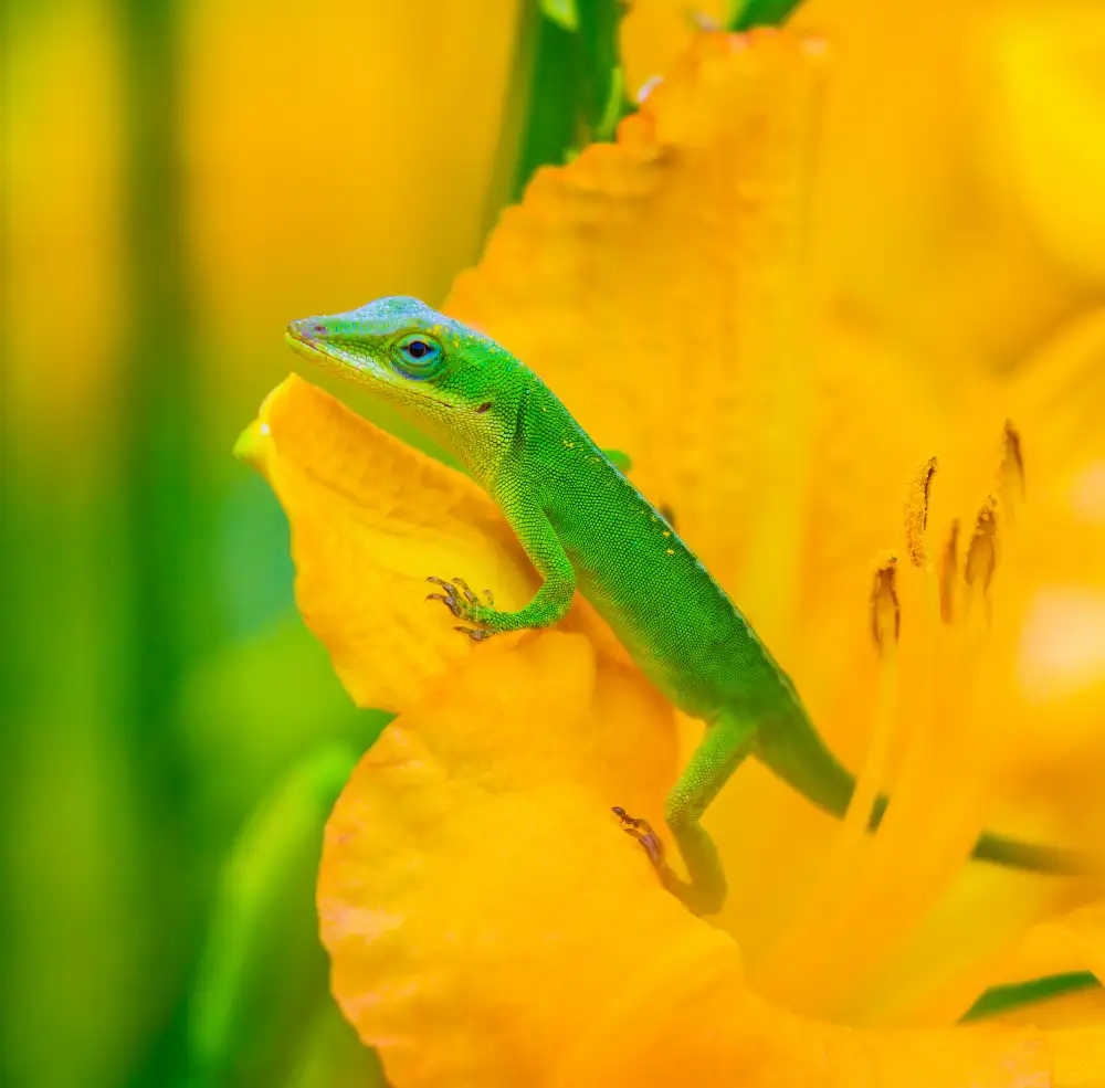 He, Mike: Eine grüne Anolis in einer Blume