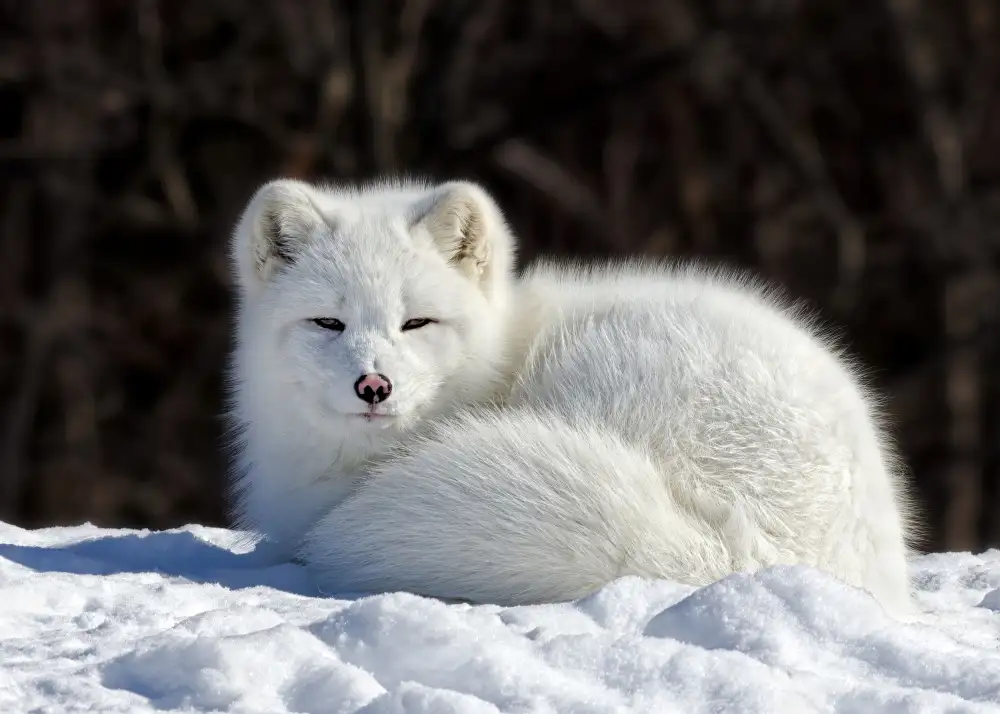 Gagnon, Lucie: Arctic Fox
