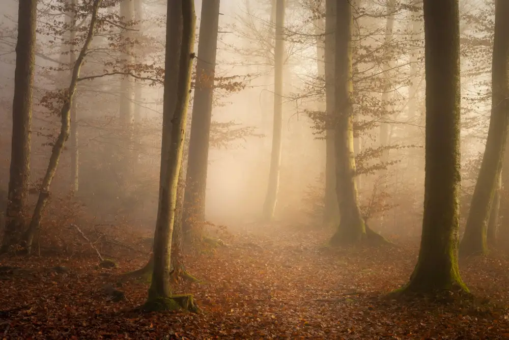 Maier, Norbert: November Forest