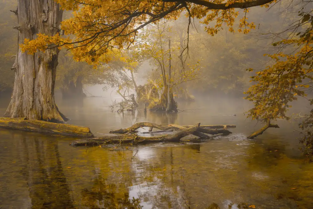 Maier, Norbert: Alone in the swamp