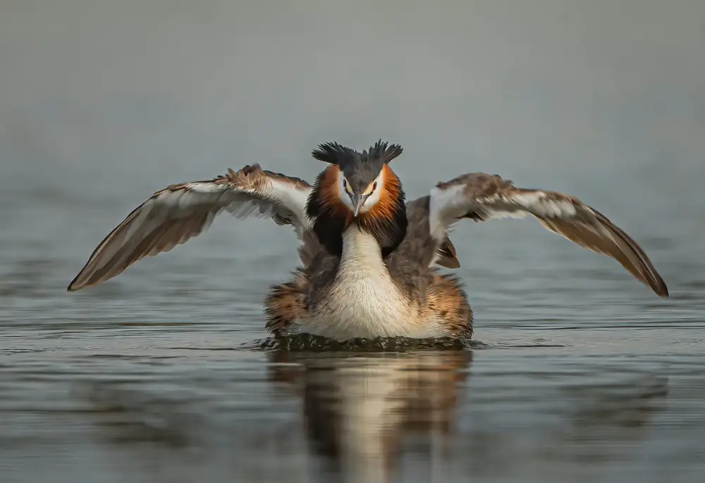 ahmadabdelhameed: Great Crested Grebe