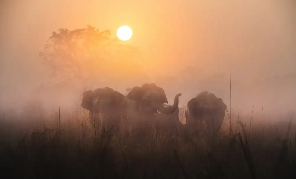 Swapnil: Mornings