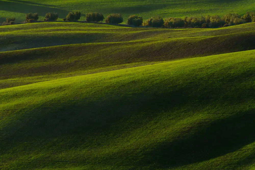 Pino, Emilio: wheat sprouting