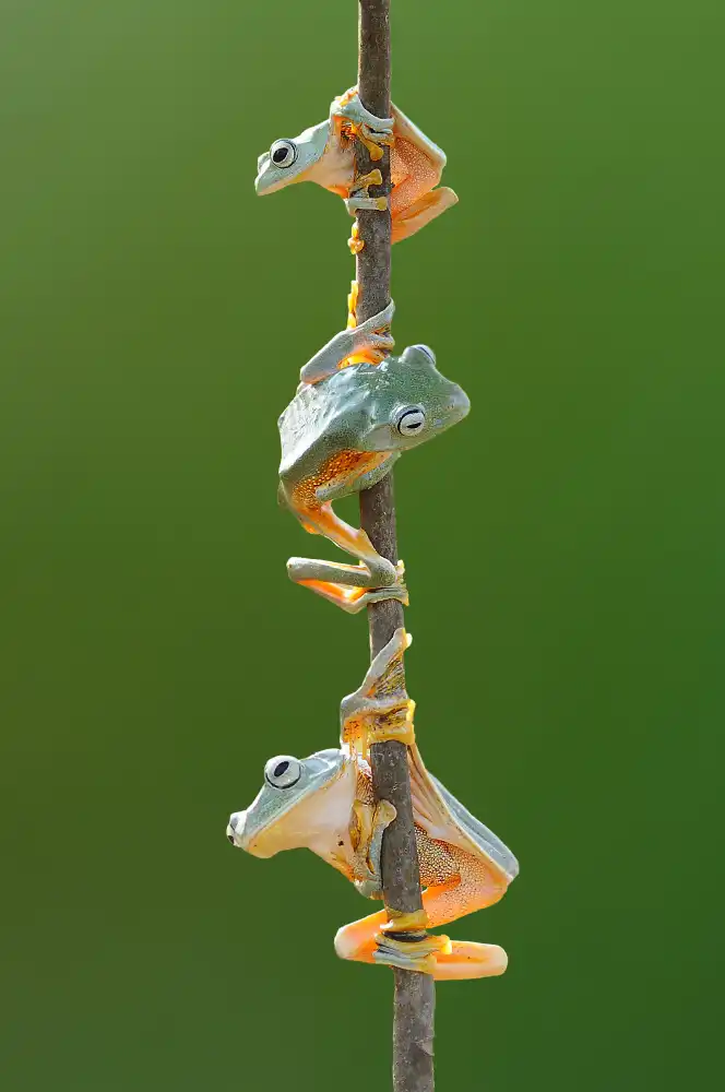 Pamungkas, Edy: Three Flying Frog