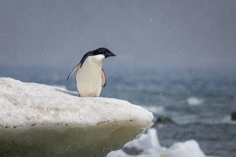 Wei, and Siyu: Pingüino Adelia bajo una lluvia de nieve