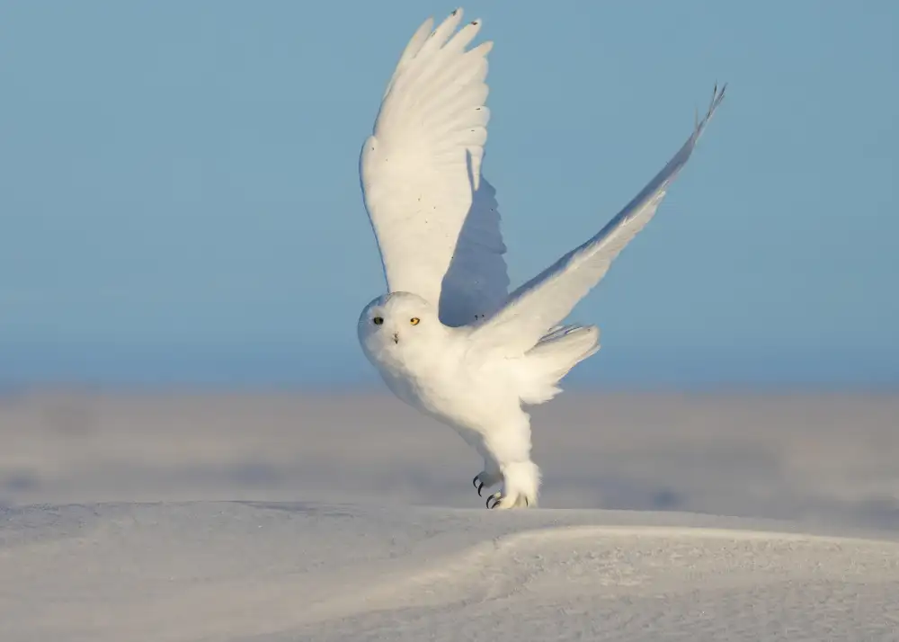 Xu, Tony: Harfang des neiges