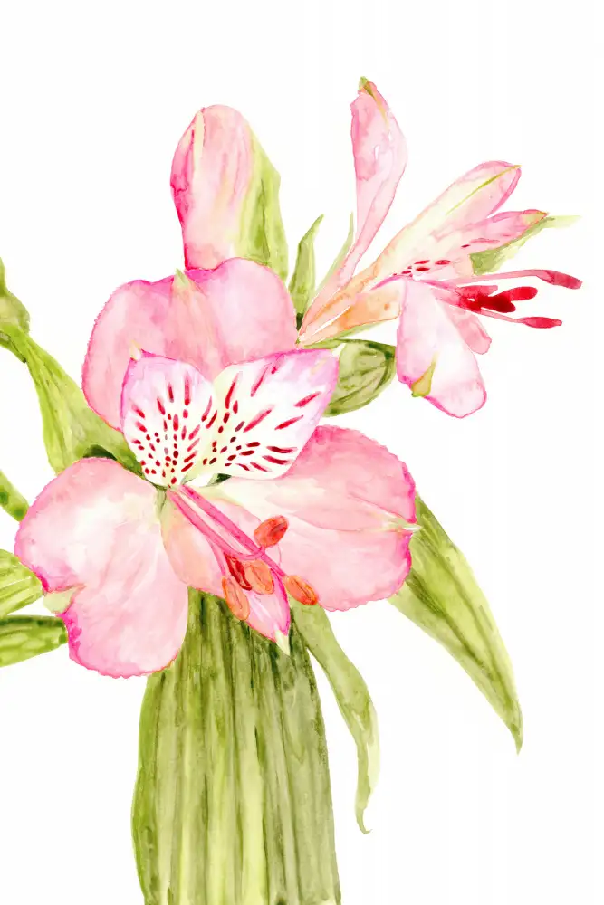 Blursbyai, Laiz Rosana: Rosa Aquarell-Alstroemeria