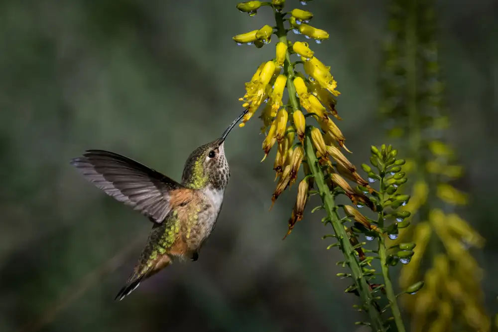 Li, Wanghan: Air frais le matin après la pluie nocturne