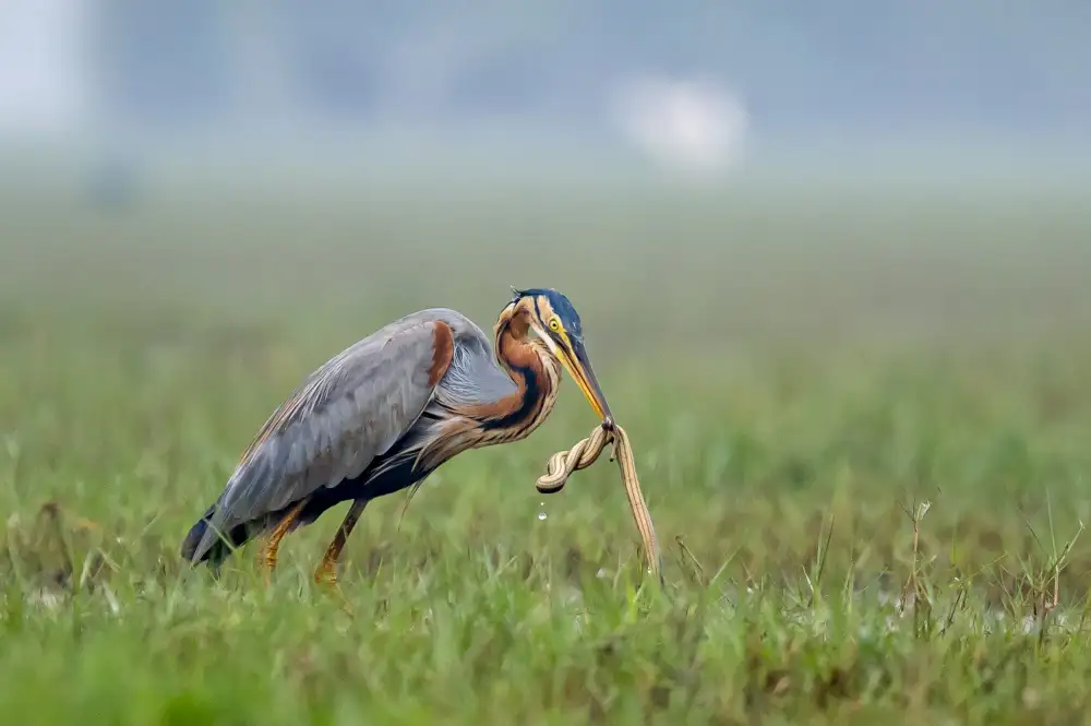 GV, BALASUBRAMANIAN: Purple Heron with its catch