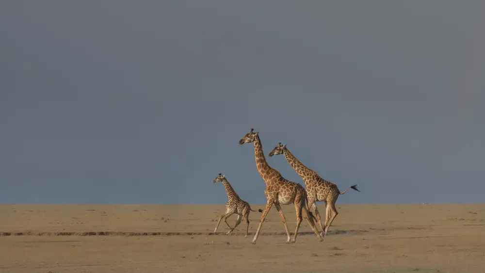 Xu, Sheila: Giraffe family run
