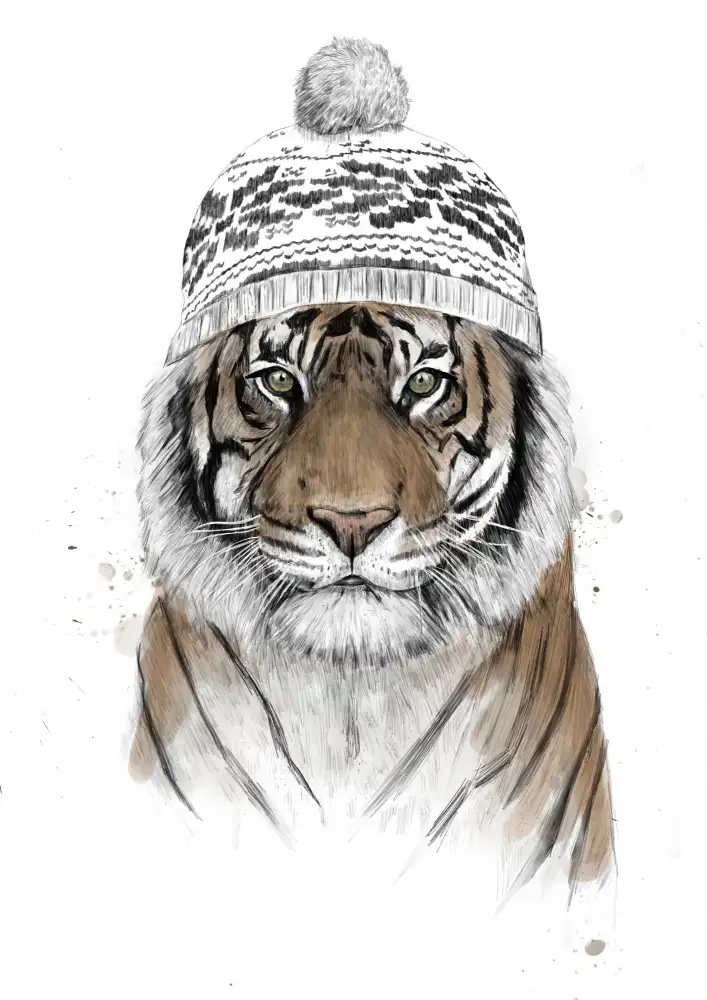 Solti, Balazs: Siberian tiger