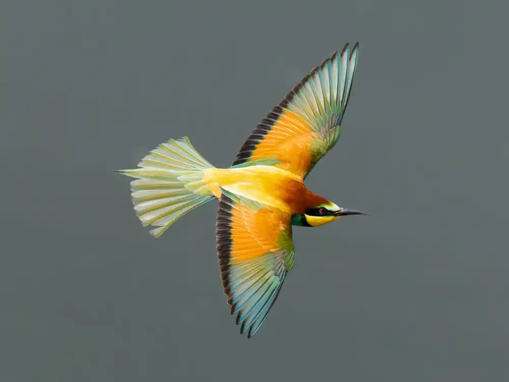 Kralik, Rostislav: flying beauty II