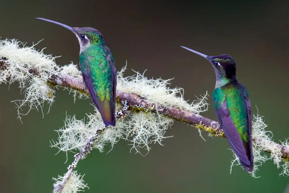 Manusevich, David: Colibrì