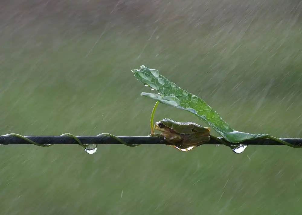 Şener, Savaş: November rain