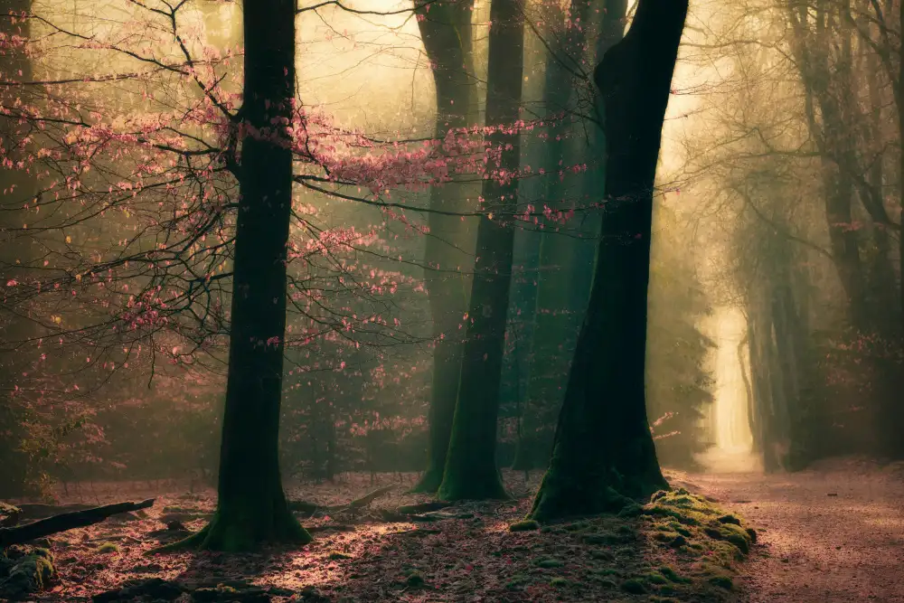 Dongen, van Anton: Land of elfs