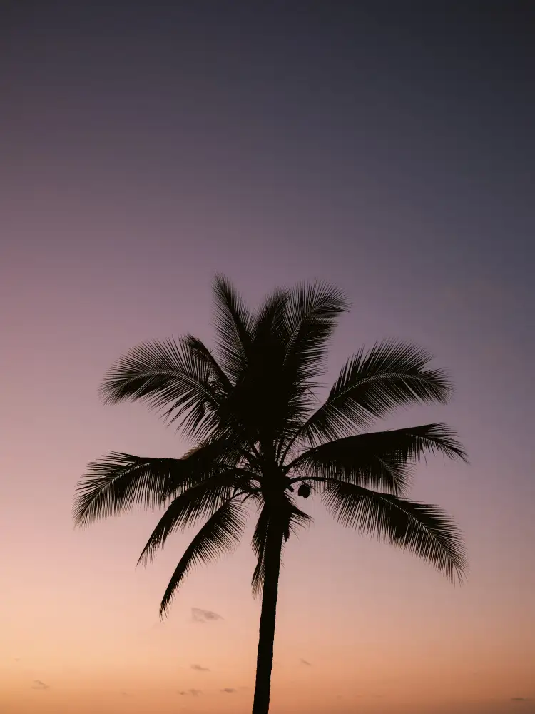 Zwart, Raisa: Costa Rica Palm Tree
