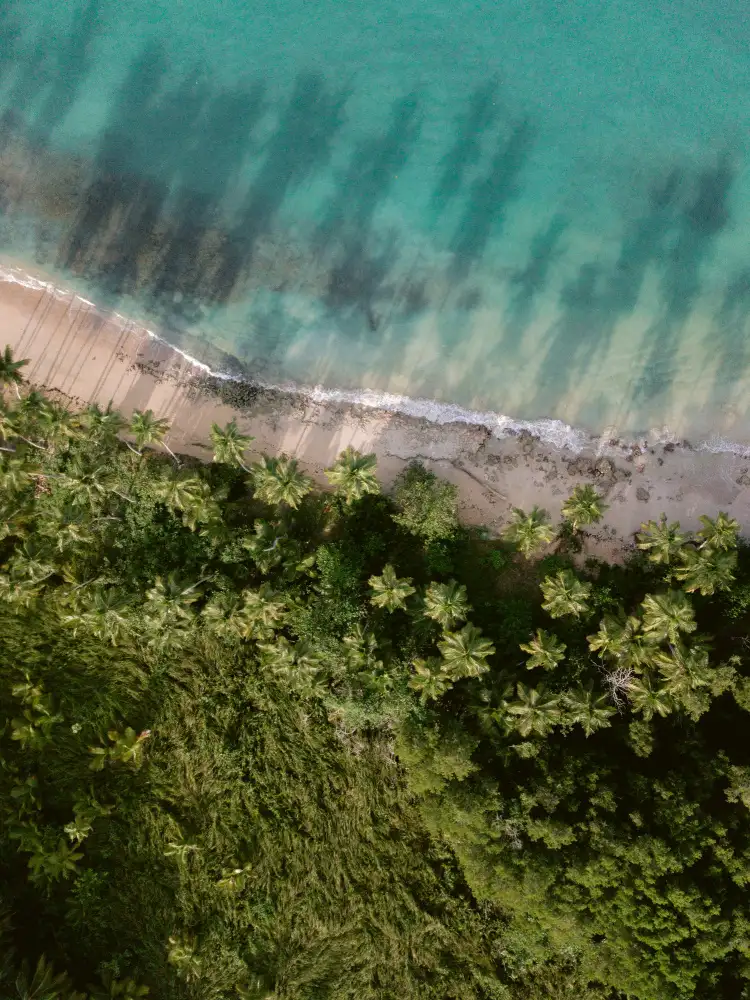 Zwart, Raisa: Palm Beach from Above
