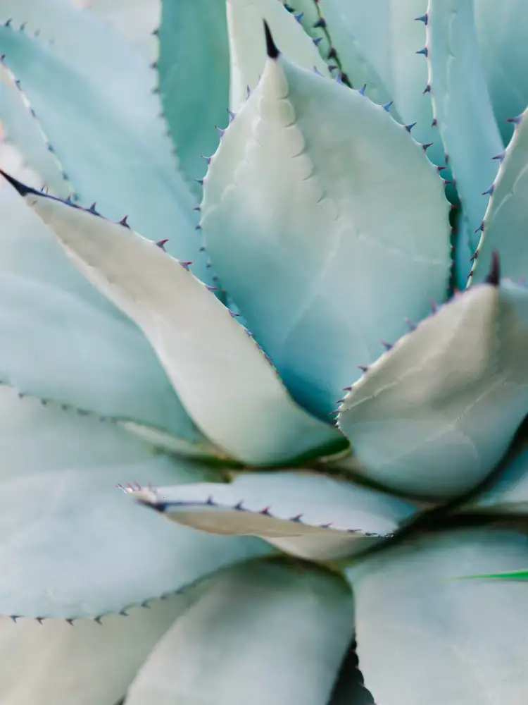 Zwart, Raisa: Verde succulento