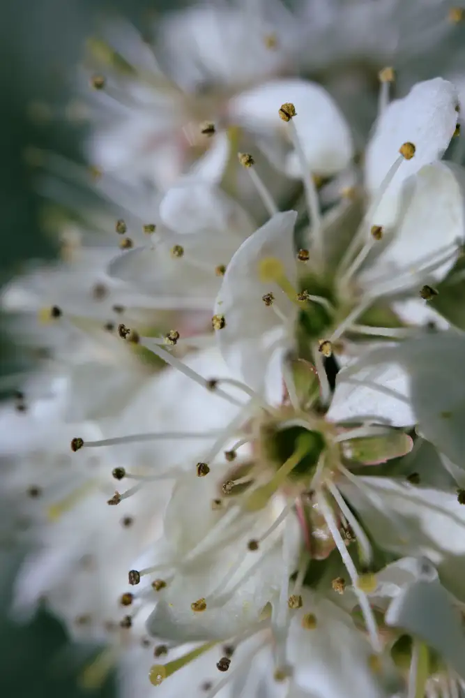 Blursbyai, Laiz Rosana: Flores de primavera II