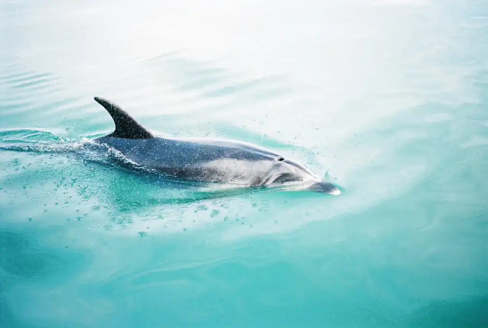 Zwart, Raisa: Dolphin N.Z. Northern