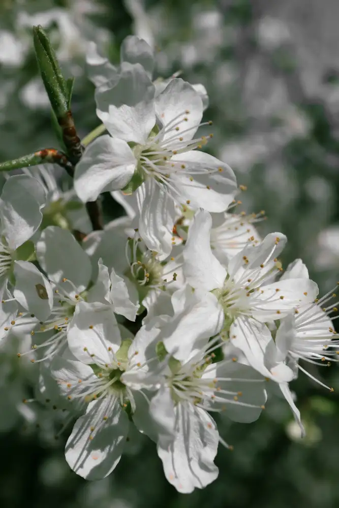 Blursbyai, Laiz Rosana: Frühlingsblüten IV