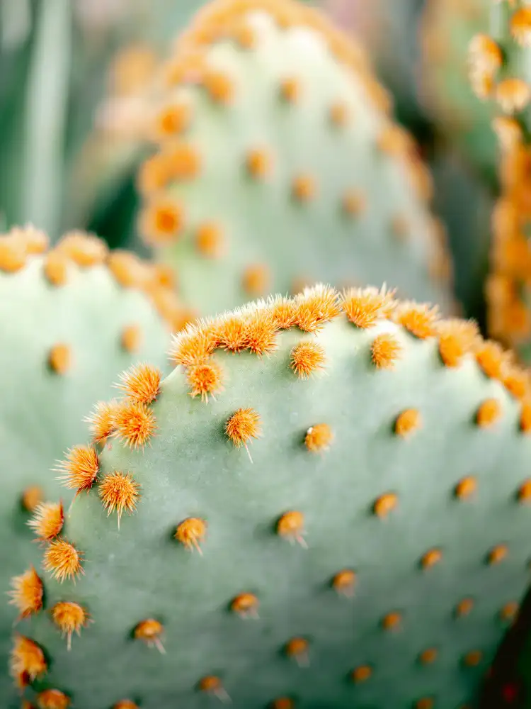 Zwart, Raisa: Arancione e Verde II - Fotografia botanica di Marrakech