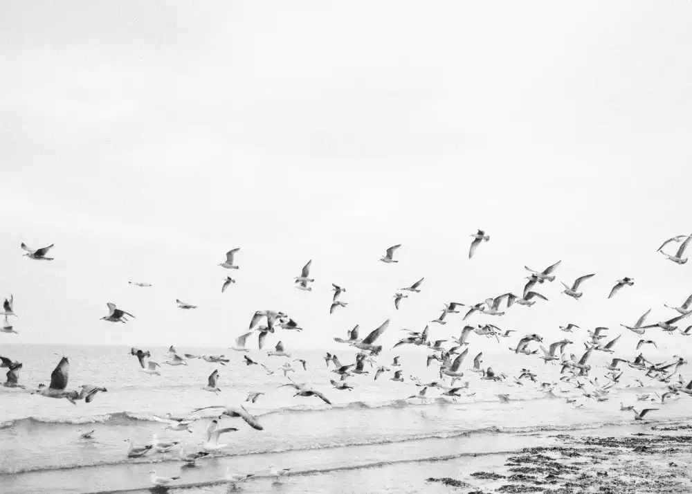 Zwart, Raisa: Seagulls - Coastal black and white