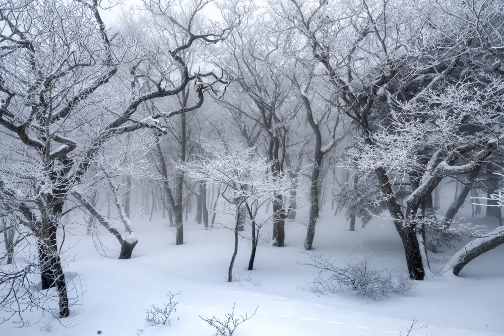 Nagase, Akira: white forest