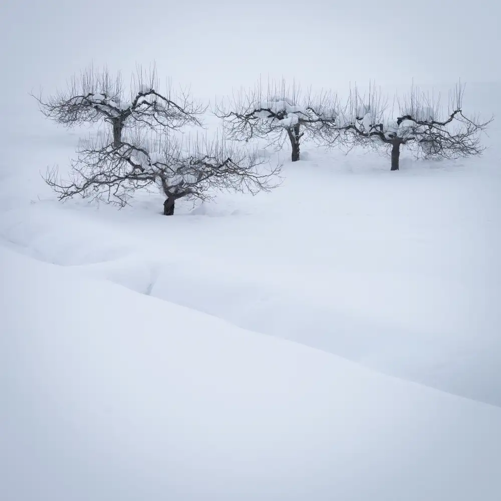 Bolton, Robert: Cherry Zen