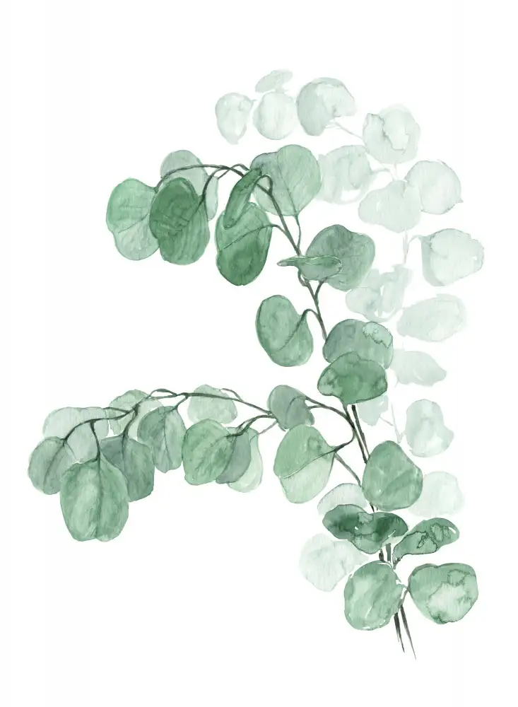 Blursbyai, Laiz Rosana: Aquarell-Silberdollar-Eukalyptus