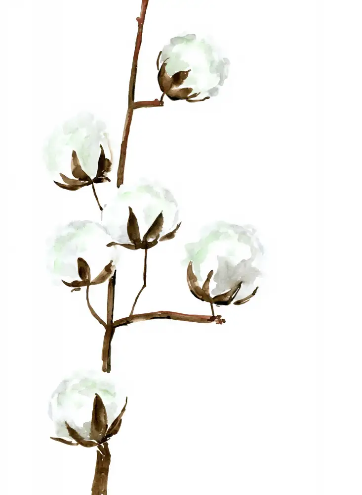 Blursbyai, Laiz Rosana: Branche de coton aquarelle I