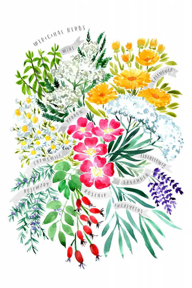 Blursbyai, Laiz Rosana: HERBES MEDICINALES