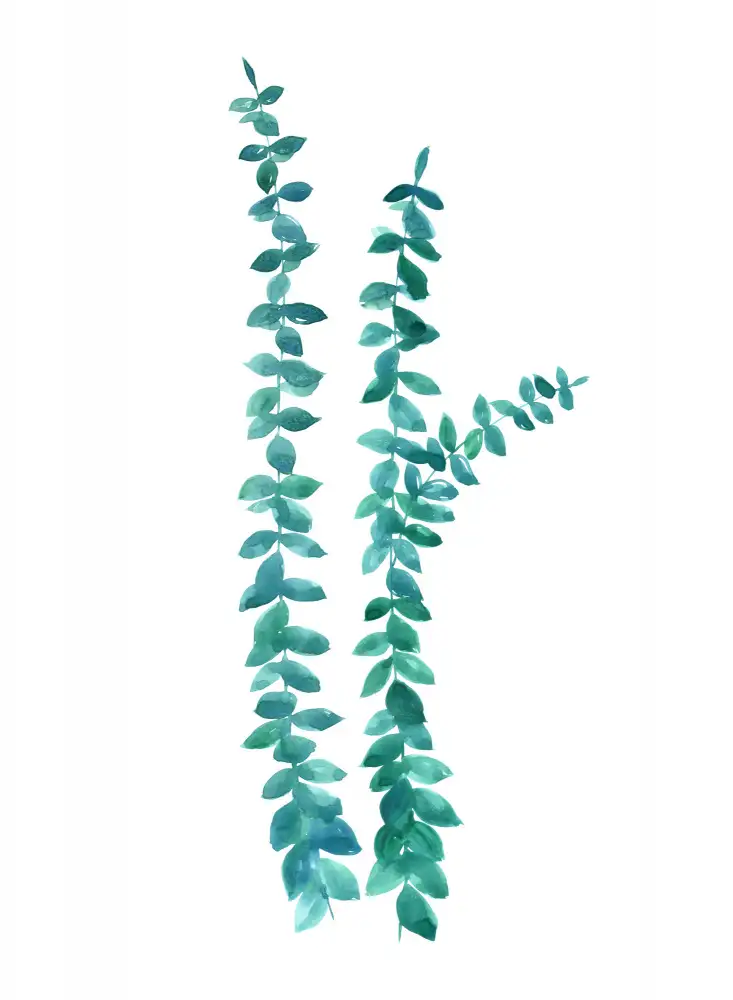 Blursbyai, Laiz Rosana: Branches d'eucalyptus aquarelle en sarcelle
