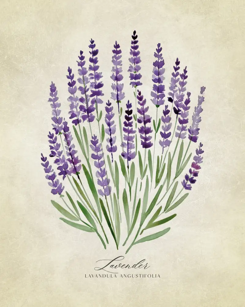 Blursbyai, Laiz Rosana: Lavendel-Jahrgang