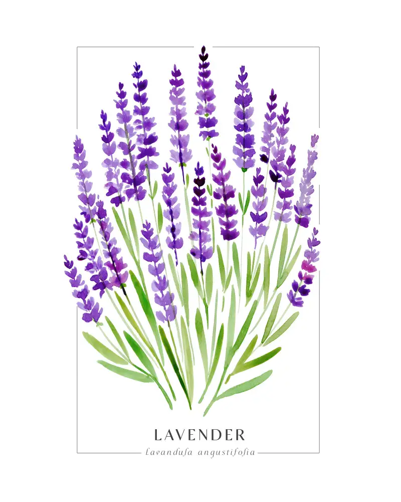 Blursbyai, Laiz Rosana: Lavendel II