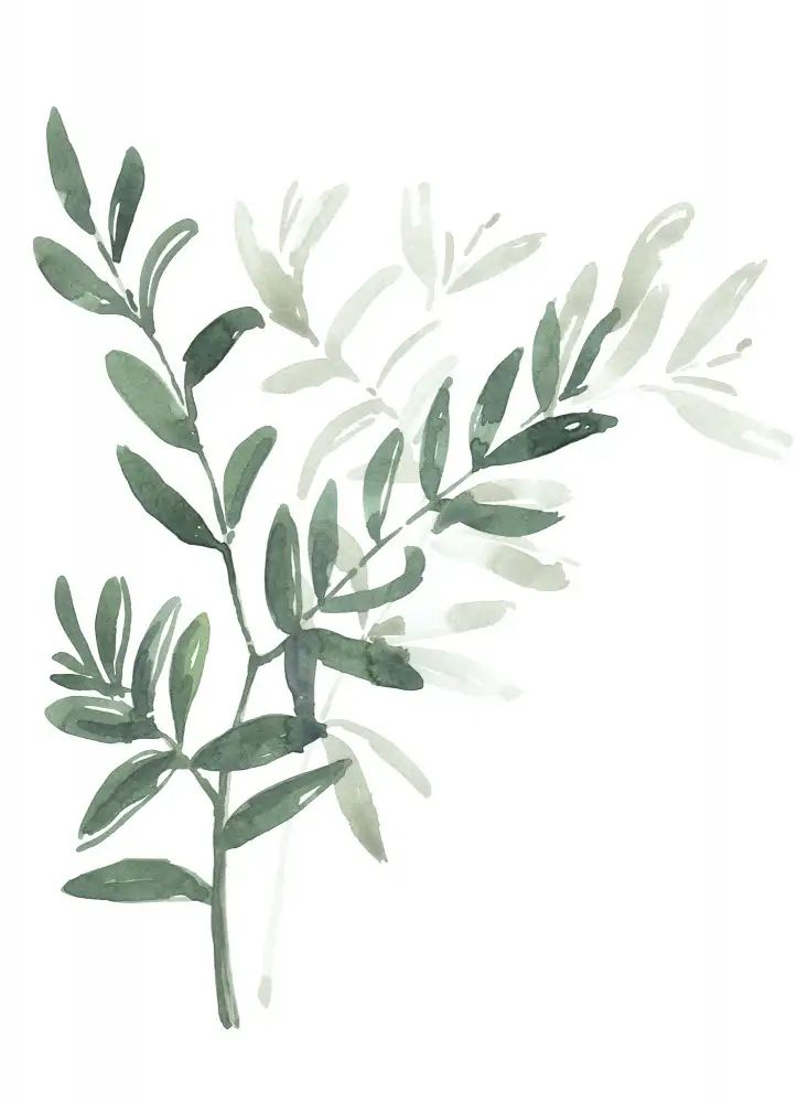 Blursbyai, Laiz Rosana: Branche de laurier aquarelle
