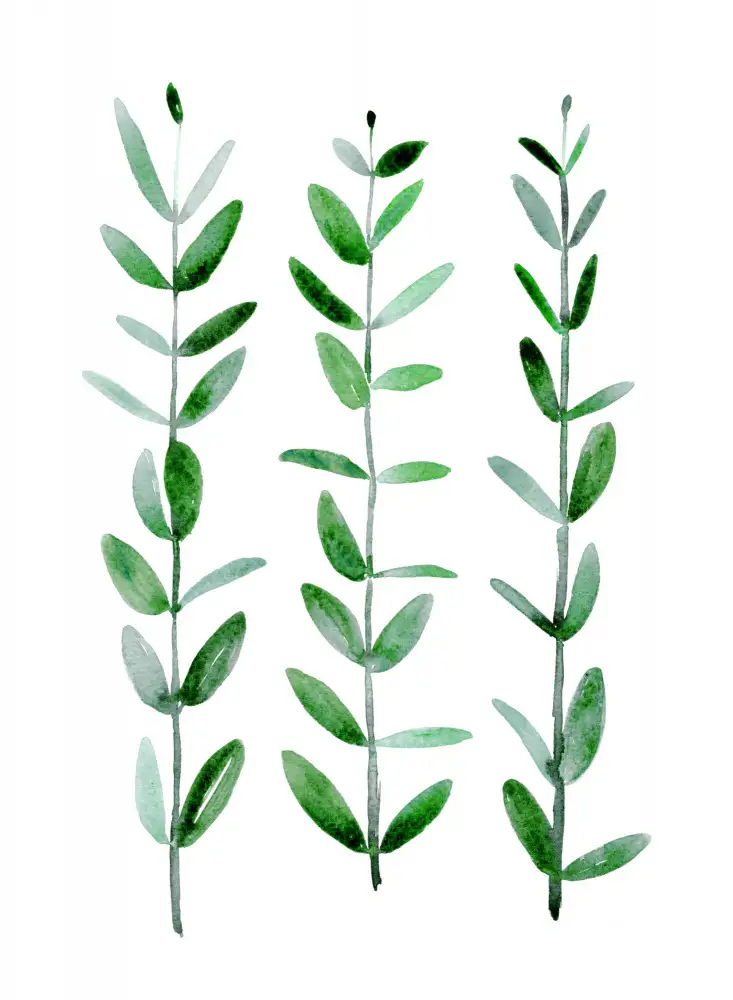 Blursbyai, Laiz Rosana: Aquarelle eucalyptus parvifolia