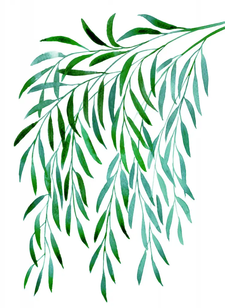Blursbyai, Laiz Rosana: Kaskadierender Aquarell-Eukalyptus