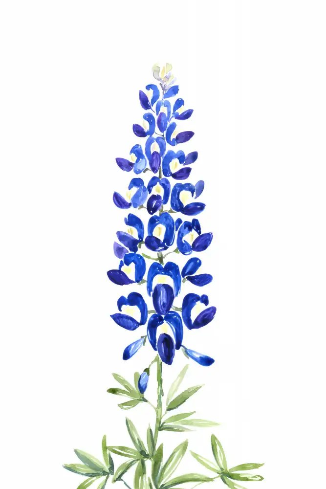 Blursbyai, Laiz Rosana: Bonnet bleu du Texas aquarelle
