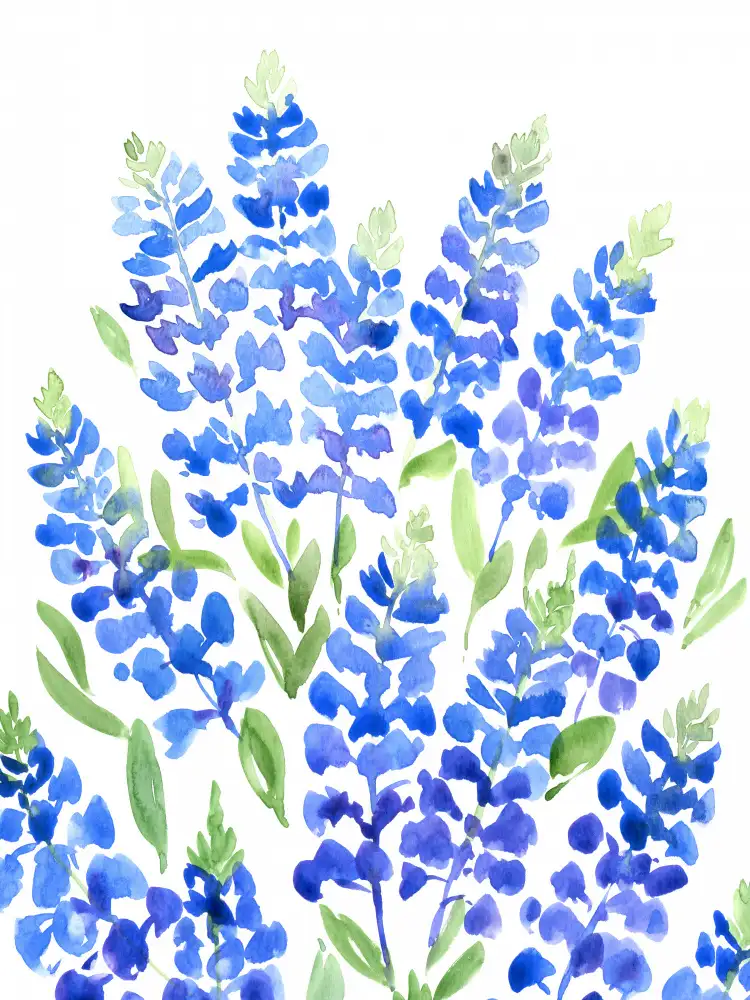 Blursbyai, Laiz Rosana: Aquarell Texas Bluebonnets