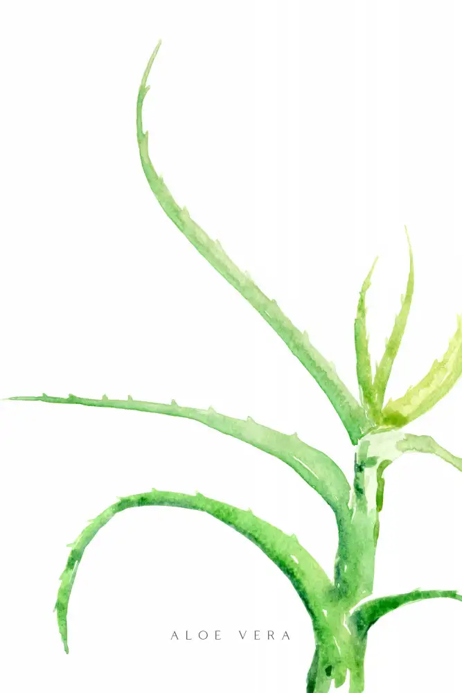 Blursbyai, Laiz Rosana: Aquarell Aloe Vera