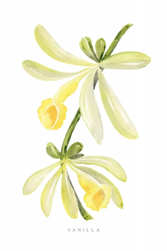 Blursbyai, Laiz Rosana: Aquarell-Vanille-Orchidee