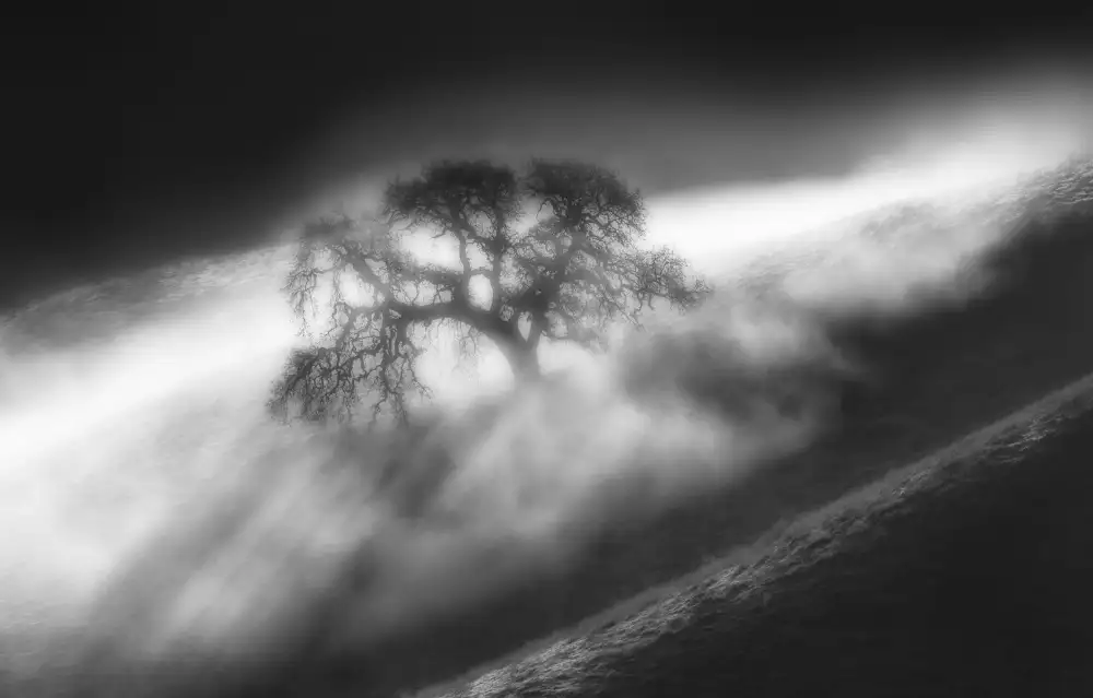 Qiu, Jenny: Im Nebel