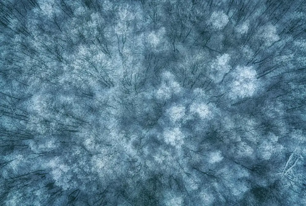Krier, Guy: Winter Forest