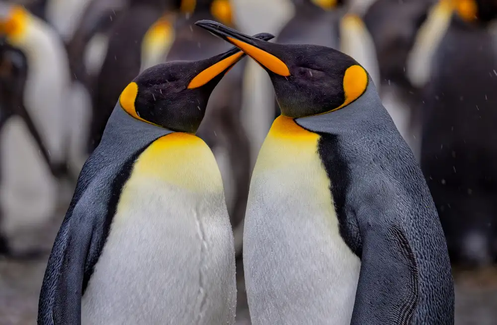 Lin, Ning: King Penguins in Snowy Day