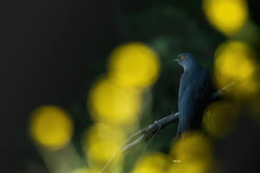 ptu6ki: Common cuckoo