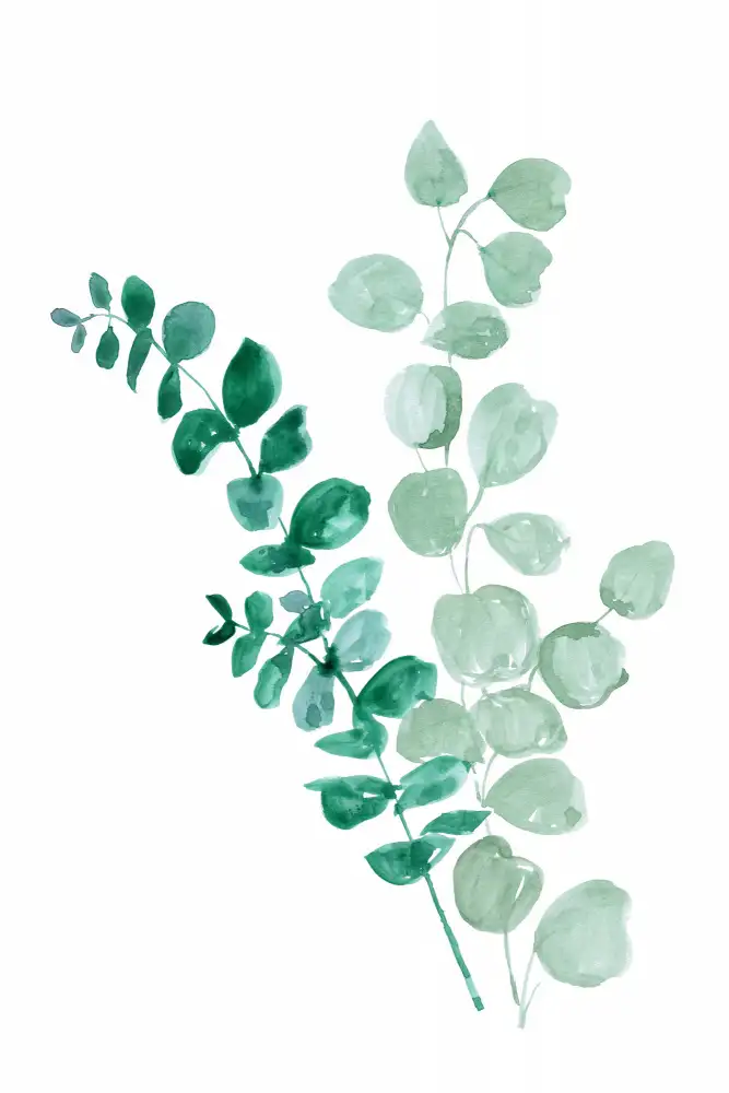 Blursbyai, Laiz Rosana: Deux branches d'eucalyptus