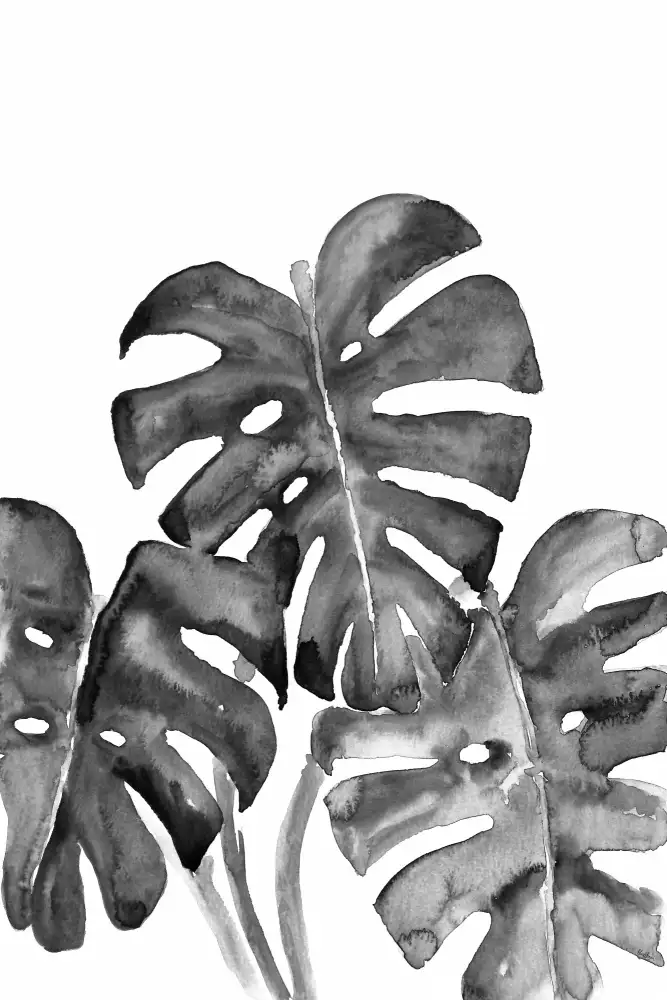 Blursbyai, Laiz Rosana: Monstera-Blätter in losem Aquarell sw